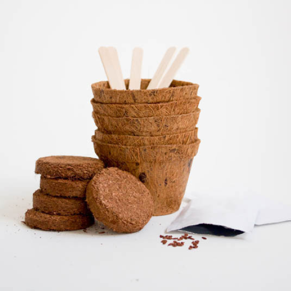 Plants - GROW IT BONSAI TREE-hotRAGS.com