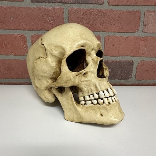 Skull - Moving Jaw-hotRAGS.com