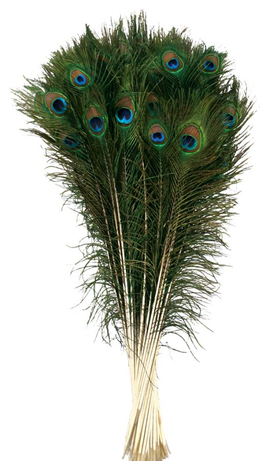 Feather Peacock 25i-hotRAGS.com