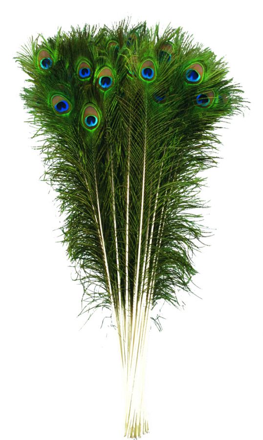 Peacock Feather - 35 Inches-hotRAGS.com