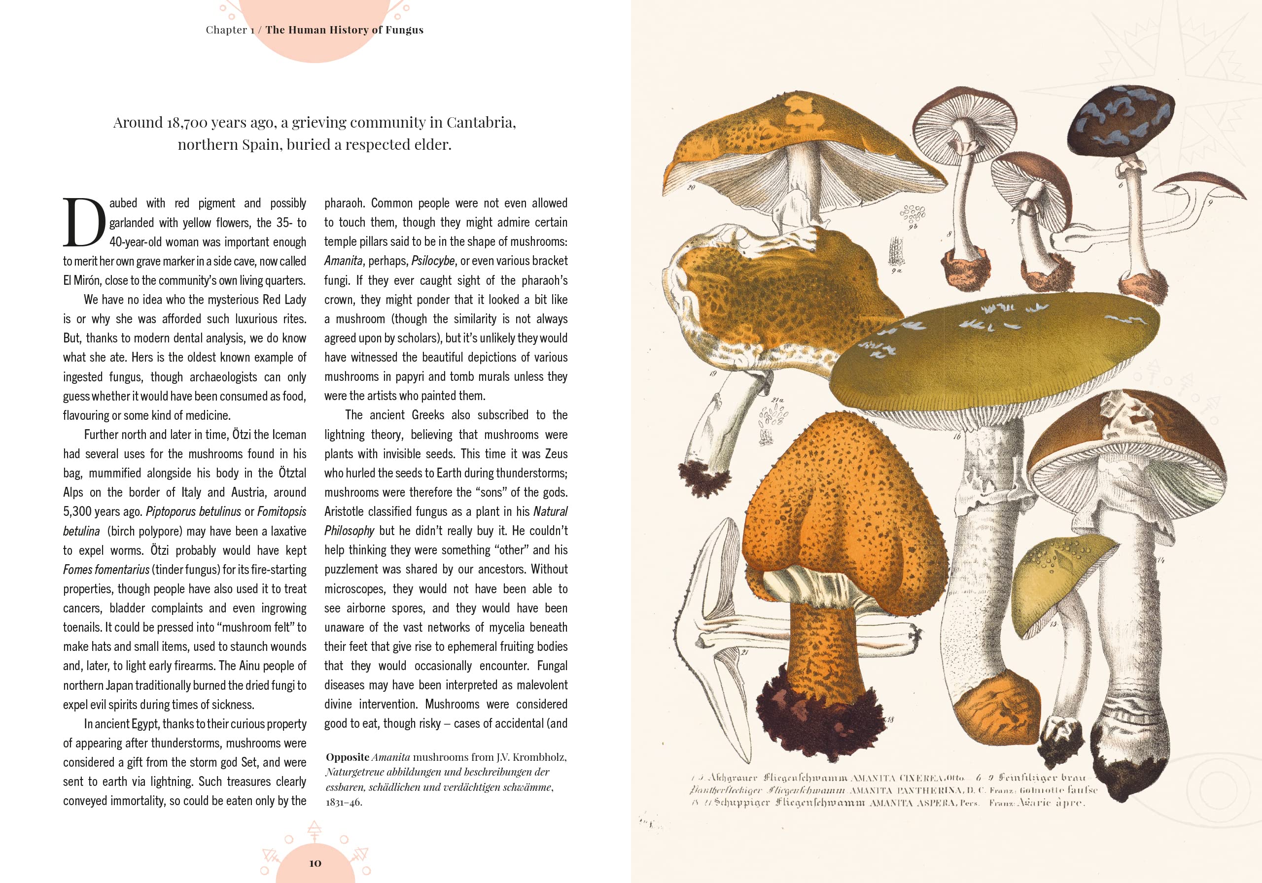 The Magic of Mushrooms: Fungi in folklore, superstition and traditional medicine-hotRAGS.com